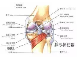 导致膝关节疼痛的另一凶手——腘肌太紧_1637542755648